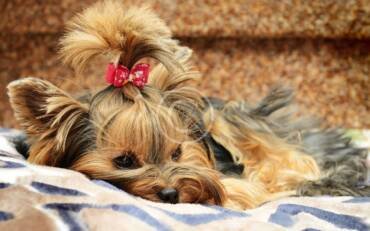 How often should I groom my dog?
