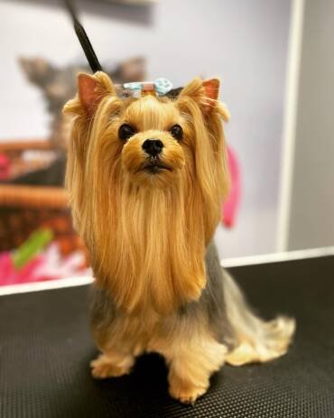 How often should I groom my dog?